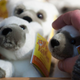 Illustration for article titled Knuts Death Brings Changes To The Lucrative Celebrity Animal Business